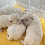ビションフリーゼの子犬
