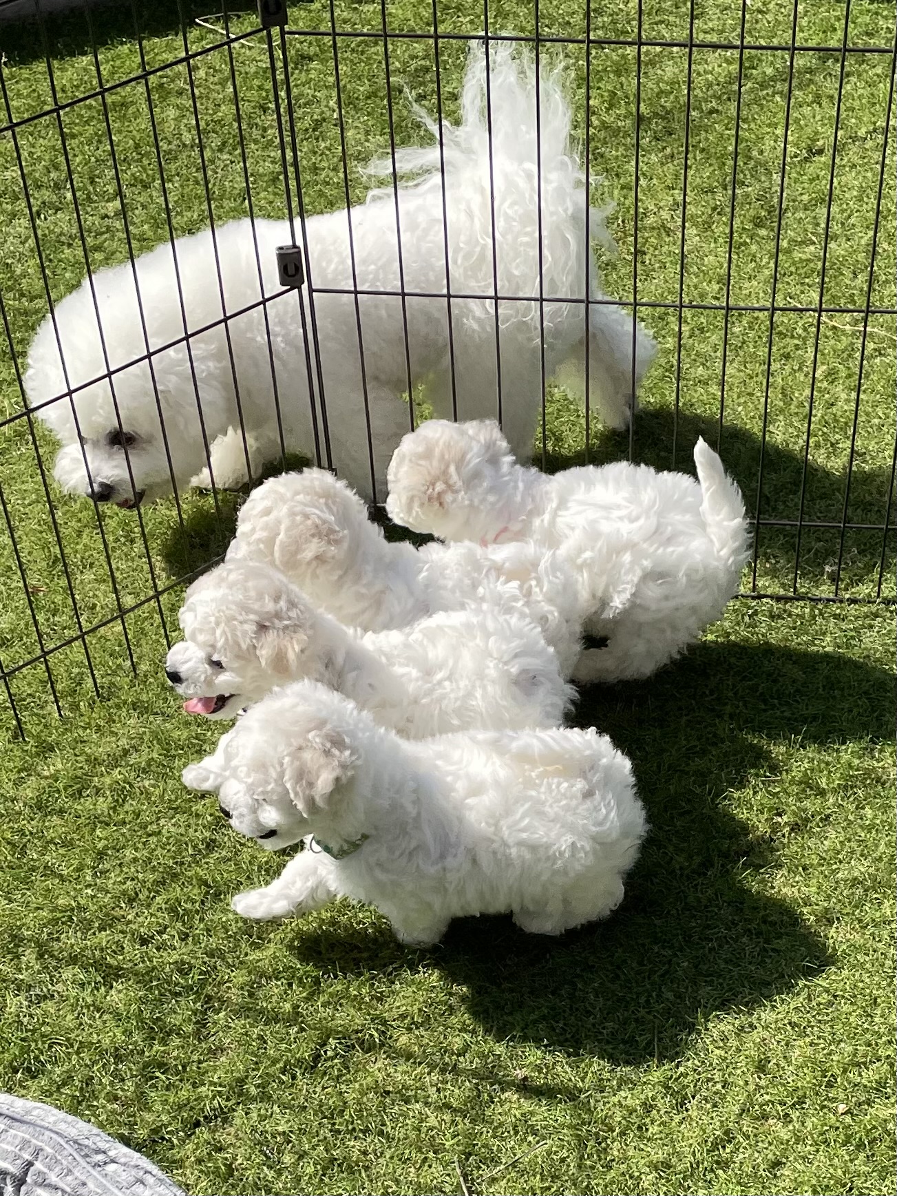 ビションフリーゼの子犬たち　初めての外遊び
