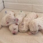 ビションフリーゼの子犬
