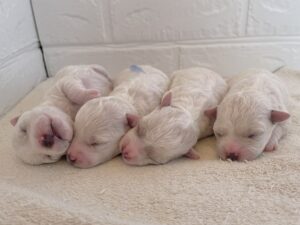 生後1週間のpuppy💕順調です👌