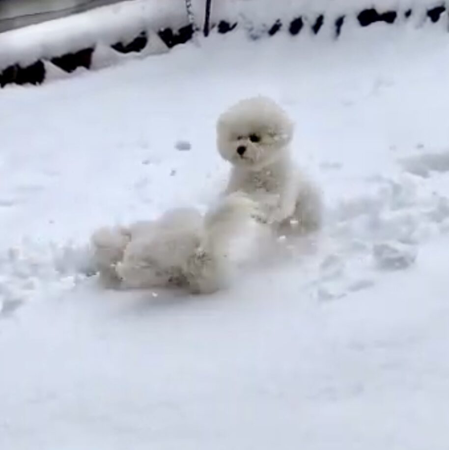 雪です☃️
