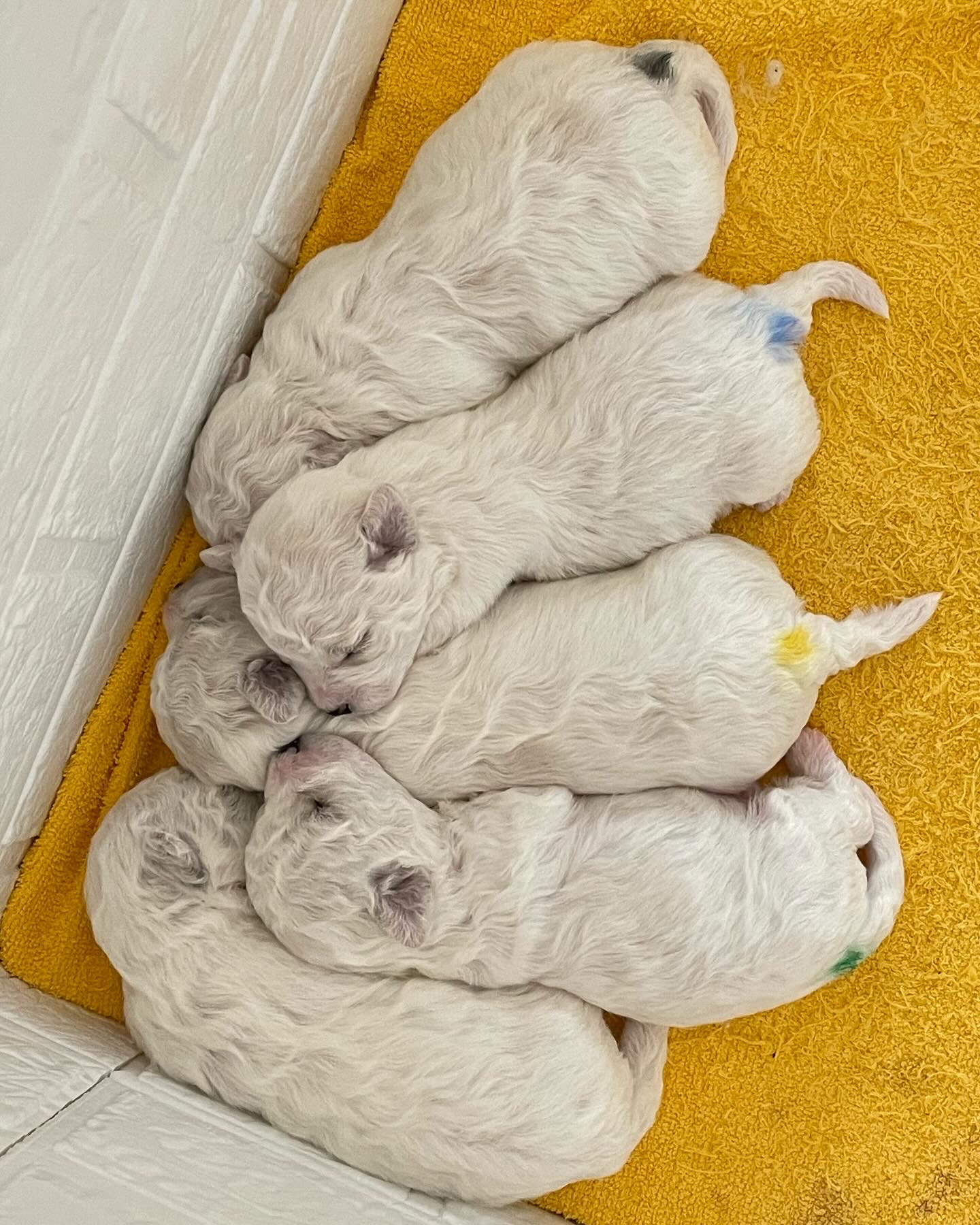 生後2週間✨パッチリ！目が開いたよ😍